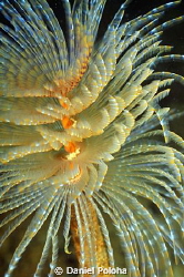 Fan worm from murky Browns Bay by Daniel Poloha 
